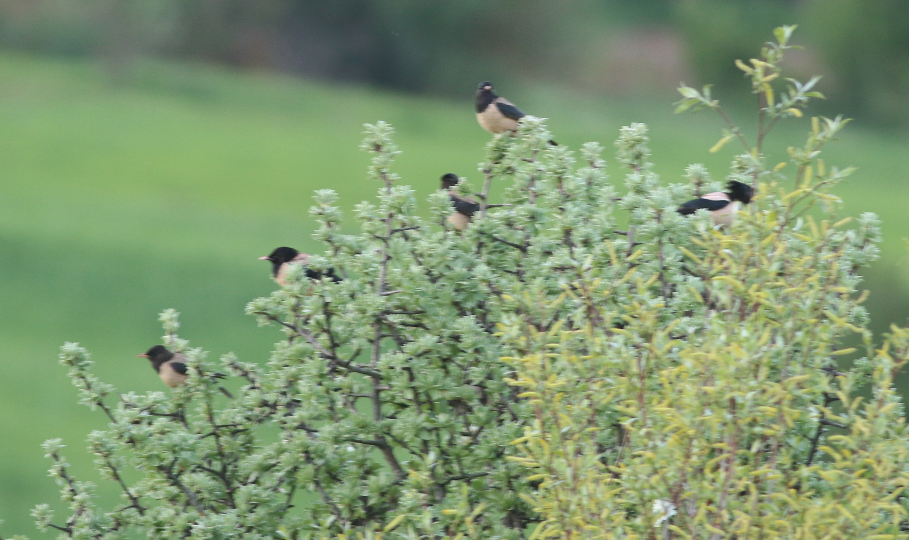 Rosy Starling